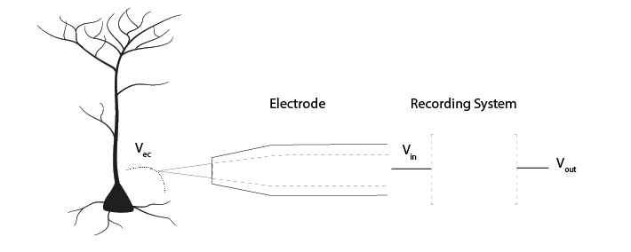 An extracellular voltage beside a neuron is detected by an electrode. The signal coming out of the electrode is Vin. This goes into a recording system, and the output of that system is called Vout.