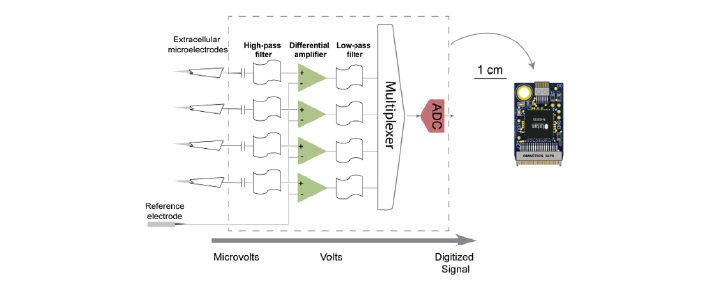 The intan chip used in many headstages contains high pass analog filters and a differential amplifier for each ephys channel.