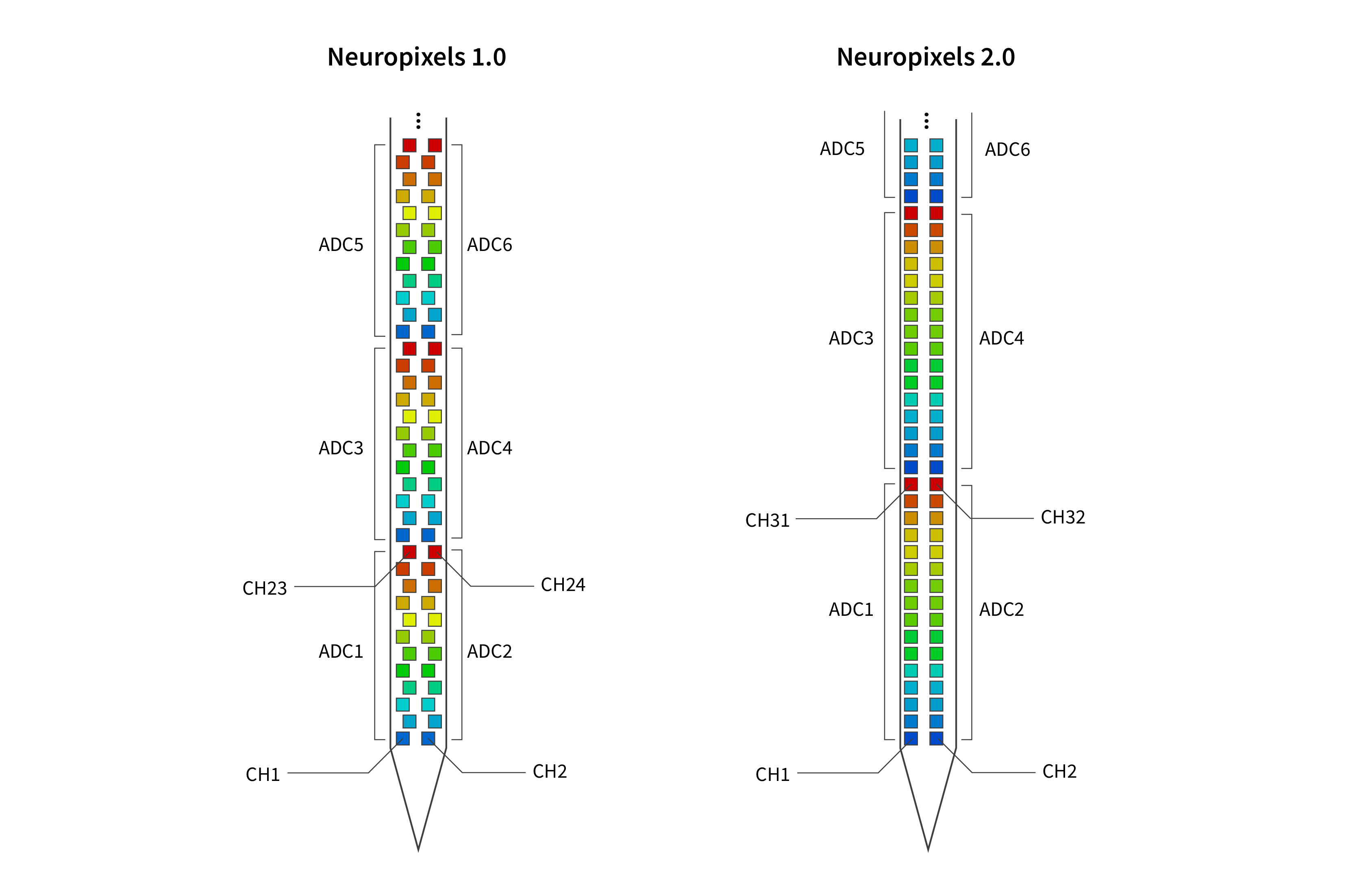 Annotated Neuropixels 1.0 and 2.0 shanks